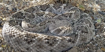 Fort Worth snake